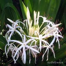 Crinum asiaticum flower11.jpg